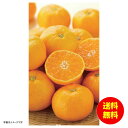 お中元 ハウスみかん常温 YO-568 【送料無料 北海道・沖縄・東北 別途加算】 [御中元 ギフト 中元 贈り物 結婚内祝い 新築内祝い 快気内祝い 引越内祝...