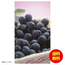 お中元 長野県産種無し巨峰冷蔵 YO-626 【送料無料 北海道・沖縄・東北 別途加算】 [御中元 ギフト 中元 贈り物 結婚内祝い 新築内祝い 快気内祝い 引...