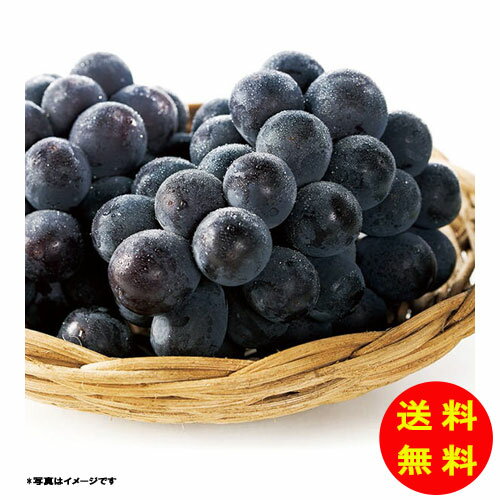 乐天商城 - お中元 広島三次ピオーネ HMP-2-400N 【冷蔵】 【送料無料 沖縄配送不可】 [御中元 中元 ギフト 贈り物 プレゼント お礼 お返し 御礼]