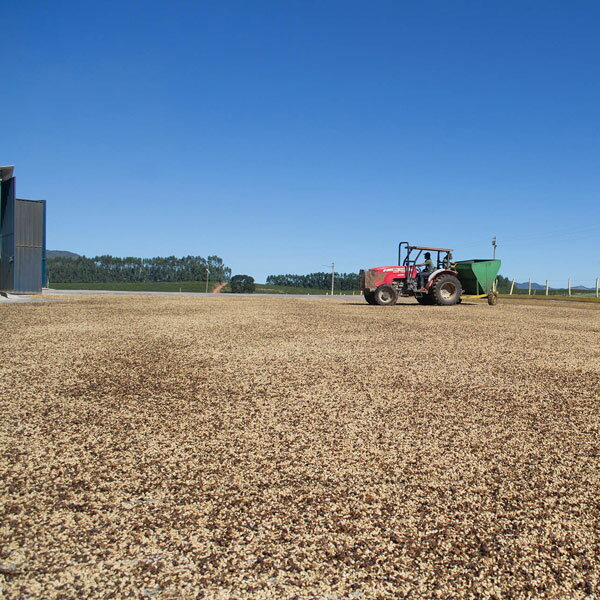 パプアニューギニア ラマリ渓谷ティピカ アルーシャ種 1kg（200g×5袋） Papua New Guinea Lamari ValleyTypica Arushaスペシャルティコーヒー豆送料無料