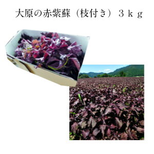 【2022年度】大原の赤紫蘇（枝付き3kg）　梅干7.5kg用