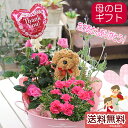 母の日 カーネーション 花 プレゼント ギフト 送料無料【わ...