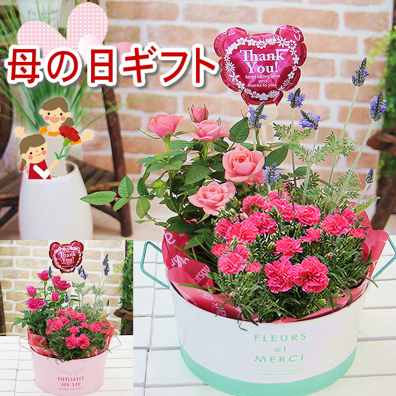 母の日 カーネーション 花 プレゼント ギフト 鉢花 ははの日【ブリキポットに カーネーションとミニバラ、ラベンダー季節の鉢花 寄せカゴセット】ミニバラ　ラベンダー 鉢植え 鉢花 送料無料