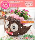 送料無料 福を呼ぶ♪ ふくろうちゃんの季節の鉢花 花 ギフ...