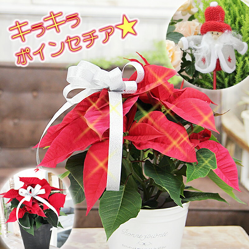ポインセチア 鉢花 クリスマス お歳暮 ギフト キラキラ光るラメ付きポインセチアに無料変更可能 ポインセチア 選べる鉢カバー 鉢花 鉢植え 送料無料