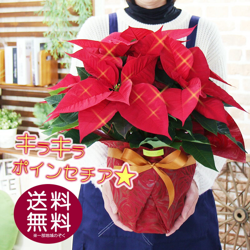 ポインセチア 5号鉢 鉢花 クリスマス キラキラ光るポインセチアに変更できます お歳暮 ギフト 送料無料 鉢植え 誕生日