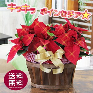 ポインセチア 鉢花 クリスマス お歳暮 ギフト キラキラ光る ラメ付きポインセチアに無料変更可能　送料無料 ポインセチア 選べるカゴセット 2鉢入り 鉢植え 寄せカゴ 誕生日