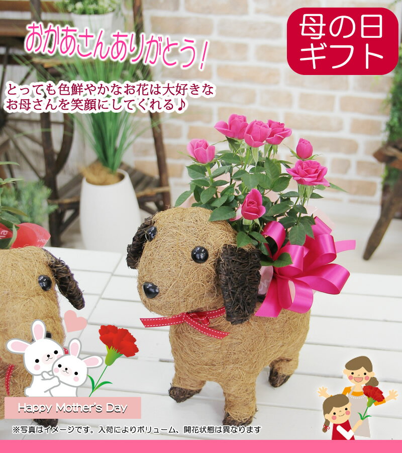 母の日 花 プレゼント ギフト 鉢植え 鉢花【可愛い瞳が人気　わんこの背中に季節のミニバラ 鉢植え】犬 送料無料