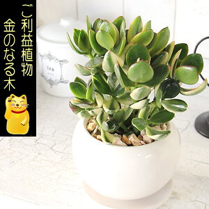 送料無料　迎福 お金が増える？縁起良い金運植物【多肉植物　金のなる木 成金草 白丸器】サボテン 観葉植物