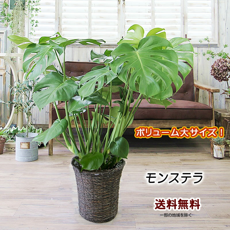 モンステラ【大きな葉はアジアンで人気No1！モンステラ 7号 】観葉植物 送料無料 プレゼント ギフト 卒業祝い 入学祝い 退職祝い 新築祝い 引越し祝い 開店祝い 開所祝い 開業祝い 移転祝い 誕生日 贈り物 お礼 お祝い 結婚記念日 結婚祝い