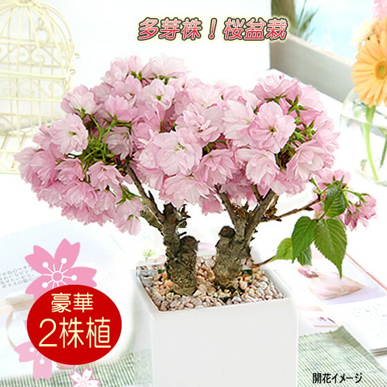 桜 盆栽 送料無料 豪華な2本植え 生産者さんが選んだ多芽株 たくさん花芽が付いています 咲いた時のボリュームが違う豪華な2本植え お家でお気軽お花見【一才桜（旭山桜）陶器植え】さくら サクラ 花 ギフト 誕生日 贈り物 お祝い 結婚記念日 卒業祝い 入学祝い