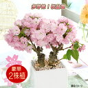 桜 盆栽 鉢花 送料無料 豪華な2本植え 生産者さんが選んだ多芽株 たくさん花芽が付いています 咲いた時のボリュームが違う お家でお気軽お花見【一才桜（旭山桜）陶器植え】さくら サクラ 花 ギフト 誕生日 お祝い 結婚記念日 卒業祝い 入学祝い