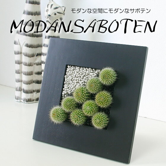 サボテン【モダンサボテン　スタイルA-3（黒額小）】観葉植物 インテリア アジアン 新築祝い 開店祝い 引越し祝い 誕生日 結婚記念日 退職祝い 歓迎会 送別会【楽ギフ_メッセ入力】【BX80】