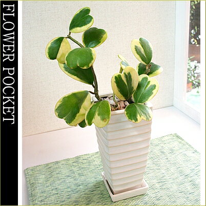 【即日発送可能】スタイリッシュインテリアミニ模様が入ったハートベラ！（白角鉢　皿付） 0325...