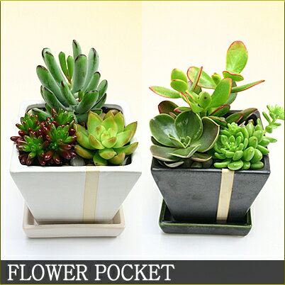 【即日発送可能】ミニスタイリッシュ！鉢色が選べます多肉植物寄植