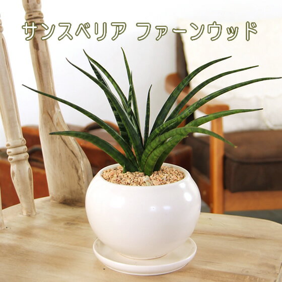 珍しい サンセベリア サンスベリア ファーンウッド 白丸器 送料無料 観葉植物 ギフト プレゼント 卒業祝い 入学祝い 退職祝い 新築祝い 引越し祝い 開店祝い 開所祝い 開業祝い 移転祝い 誕生日 贈り物 お礼 お祝い 結婚記念日 結婚祝い 就職祝い