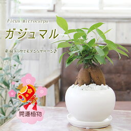 ガジュマル ガジュマル 観葉植物 幸福をもたらす精霊が住む 多幸の樹 送料無料 プレゼント ギフト 新築祝い 引越し祝い 開店祝い 開所祝い 開業祝い 移転祝い 誕生日 贈り物 お礼 お祝い 結婚記念日 卒業祝い 入学祝い 退職祝い 退職祝い 結婚祝い 就職祝い