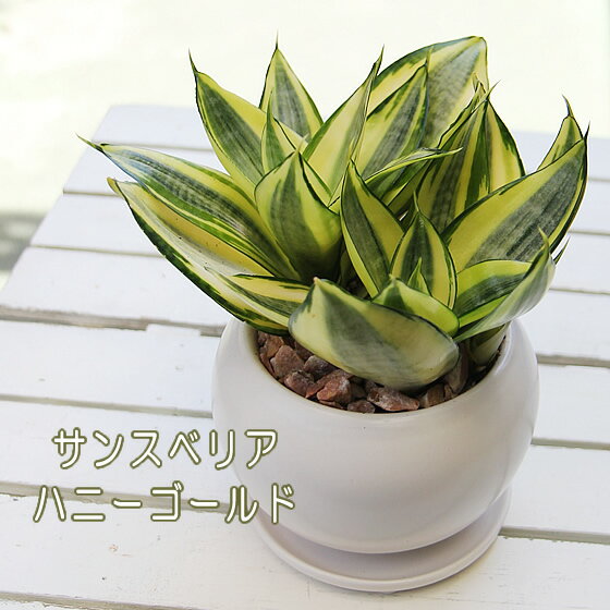オフィスに置きたいかわいい観葉植物 デスクとフロアをさわやかに Limia リミア オフィスに置きたいかわいい観葉植物 デスクとフロアをさわやかに Limia リミア