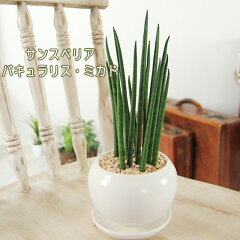 https://thumbnail.image.rakuten.co.jp/@0_mall/tsukaguchi/cabinet/kanyou2/mikadmaru1501.jpg