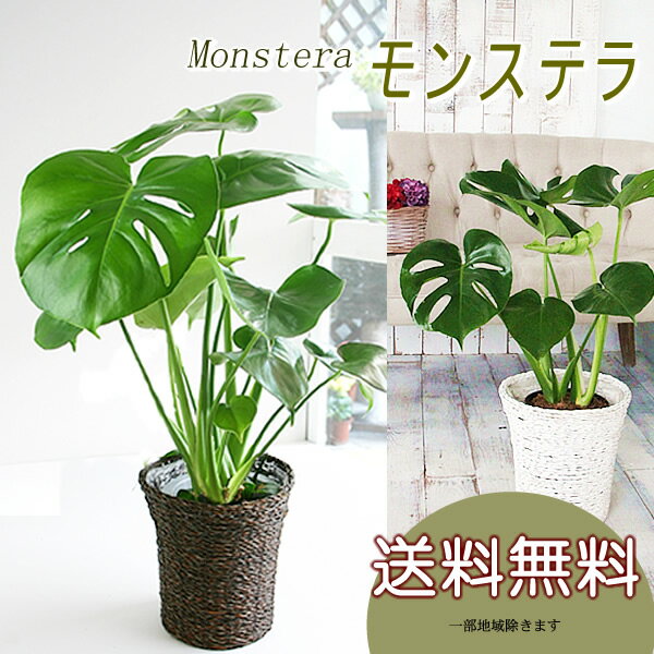 モンステラ 観葉植物 送料無料 モン