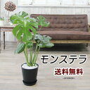 モンステラ 大きな葉はアジアンで人気No1！モンステラ 6号 観葉植物 送料無料 新築祝い 開店祝い 引越し祝い 誕生日 結婚記念日 卒業祝い 入学祝い 退職祝い