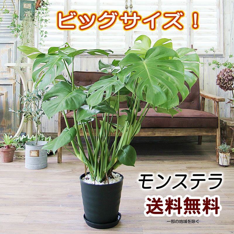 モンステラ 大きな葉はアジアンで人気No1！モンステラ 8号 観葉植物 プレゼント ギフト 送料無料 卒業祝い 入学祝い 退職祝い 新築祝い 開店祝い 引越し祝い 誕生日 結婚記念日 結婚祝い 入学祝い 開所祝い 開院祝い 記念日 お祝い