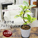 曲がり枝 アルテシマ ゴム NASAも認めたエコ プラント アルテシーマ ゴムの木 アンティーク樹脂製鉢 観葉植物 プレゼント ギフト 送料無料 退職祝い 新築祝い 引越し祝い 開店祝い 開所祝い 開業祝い 移転祝い 誕生日 お礼 お祝い 結婚記念日 結婚祝い 就職祝い