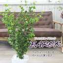 フィカス ベンジャミン バロック カール葉が珍しい BAROK 白角陶器鉢 ベンジャミナ 観葉植物 送料無料 プレゼント ギフト 新築祝い 引越し祝い 開店祝い...