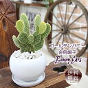 サボテン ゴールデンバニーカクタス 金烏帽子(きんえぼし) 白丸器 送料無料 観葉植物 プレゼント ギフト 卒業祝い 退職祝い 新築祝い 引越し祝い 開店祝い ...