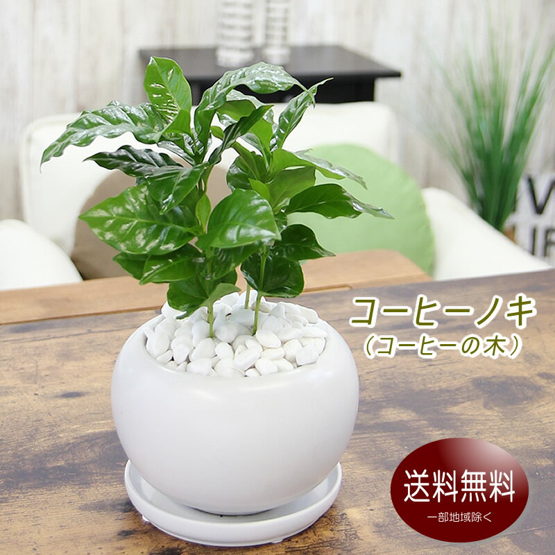 コーヒーノキ（コーヒーの木）白丸陶器鉢 観葉植物 送料無料 プレゼント ギフト 新築祝い 引越し祝い 開店祝い 開所祝い 開業祝い 移転祝い 誕生日 贈り物 お祝い 結婚記念日 退職祝い 結婚祝い 就職祝い