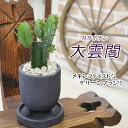 迫力ある姿が魅力的な大雲閣(ダイウンカク)モコモコ育つ 大雲閣 黒丸三足器 サボテン 多肉植物 観葉植物 プレゼント ギフト 送料無料