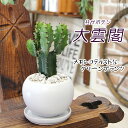 迫力ある姿が魅力的な大雲閣(ダイウンカク)モコモコ育つ 大雲閣 白丸鉢 サボテン 多肉植物 観葉植物 プレゼント ギフト 送料無料