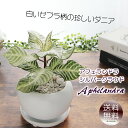 ダニア アフェランドラ シルバークラウド 白丸陶器鉢 観葉植物 送料無料 プレゼント ギフト 新築祝い 開店祝い 引越し祝い 誕生日 結婚記念日 結婚祝い 退職祝い 入学祝い 卒業祝い 開所祝い 開院祝い 開店祝い 記念日 お祝い