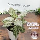 ダニア アフェランドラ シルバークラウド 4号プラ鉢 観葉植物 送料無料