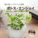 ポトス エンジョイ 白丸陶器鉢 観葉植物 送料無料 プレゼント ギフト 新築祝い 開店祝い 引越し祝い 誕生日 結婚記念日 結婚祝い 退職祝い 入学祝い 卒業祝い 開所祝い 開院祝い 開店祝い 記念日 お祝い