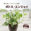 ポトス エンジョイ 3.5号 丸いプラ鉢 観葉植物 送料無料