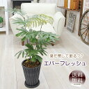 夜になると葉が閉じて眠る? エバーフレッシュ(ネムノキの仲間)スリム樹脂製鉢 観葉植物 プレゼント ギフト 新築祝い 引越し祝い 開店祝い 開所祝い 開業祝い 移転祝い 誕生日 贈り物 お礼 お祝い 結婚記念日 退職祝い 結婚祝い