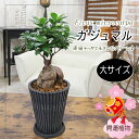 大サイズ ガジュマル 幸福をもたらす精霊が住む 多幸の樹 スリム樹脂製鉢 観葉植物 送料無料 プレゼント ギフト 新築祝い 引越し祝い 開店祝い 開所祝い 開業祝い 移転祝い 誕生日 贈り物 お礼 お祝い 結婚記念日 退職祝い 結婚祝い