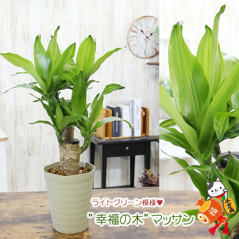 ドラセナ・マッサン・マッサンゲアナ 幸福の木 5号 観葉植物 送料無料 プレゼント ギフト 誕生日 開店祝い
