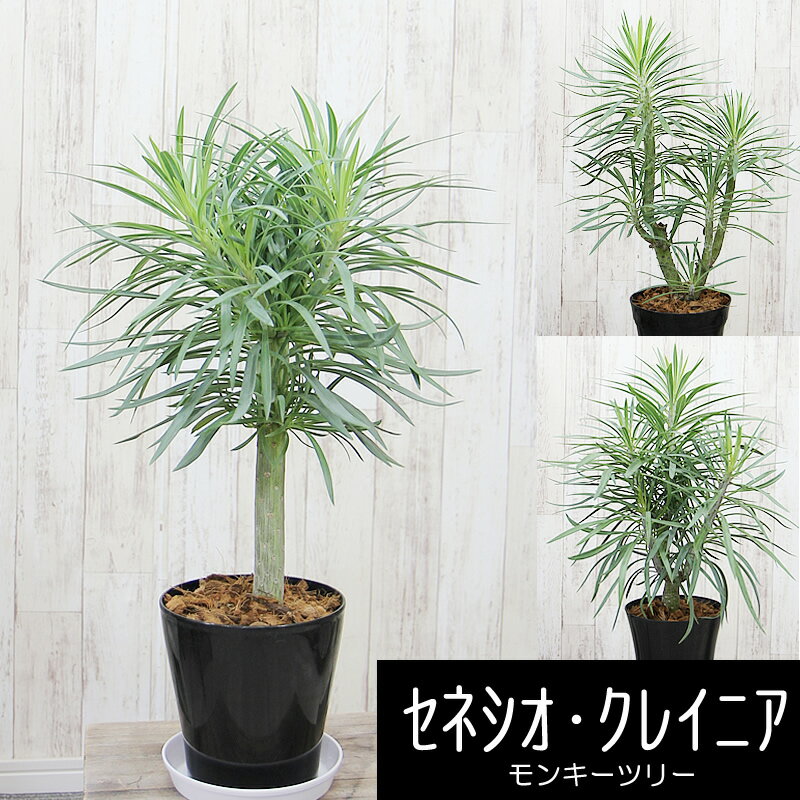 セネシオ クレイニア モンキーツリー 多肉植物 送料無料 観葉植物 ギフト プレゼント 卒業祝い 入学祝い 退職祝い 新築祝い 引越し祝い 開店祝い 開所祝い 開業祝い 移転祝い 誕生日 贈り物 お礼 お祝い 結婚記念日 結婚祝い 就職祝い