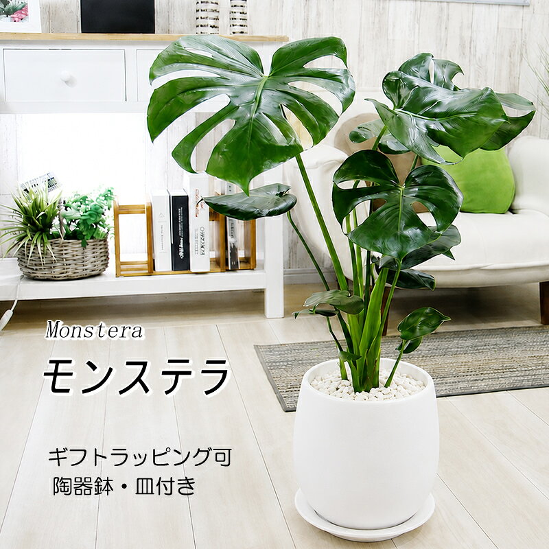 楽天市場】モンステラ 大の通販