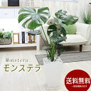 モンステラ 大きな葉はアジアンで人気No1 モンステラ 選べる陶器鉢 観葉植物 プレゼント ギフト 送料無料 卒業祝い 退職祝い 新築祝い 引越し祝い 開店祝い...