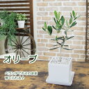 オリーブの木 白キューブ陶器鉢　観葉植物 送料無料 プレゼント ギフト 新築祝い 引越し祝い 開店祝い 開所祝い 開業祝い 移転祝い 誕生日 贈り物 お礼 お祝い 結婚記念日 卒業祝い 入学祝い 退職祝い 退職祝い 結婚祝い 就職祝い