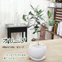 オリーブの木 陶器鉢 観葉植物 送料無料 プレゼント ギフト 新築祝い 引越し祝い 開店祝い 開所祝い 開業祝い 移転祝い 誕生日 贈り物 お礼 お祝い 結婚記念日 卒業祝い 入学祝い 退職祝い 退職祝い 結婚祝い 就職祝い