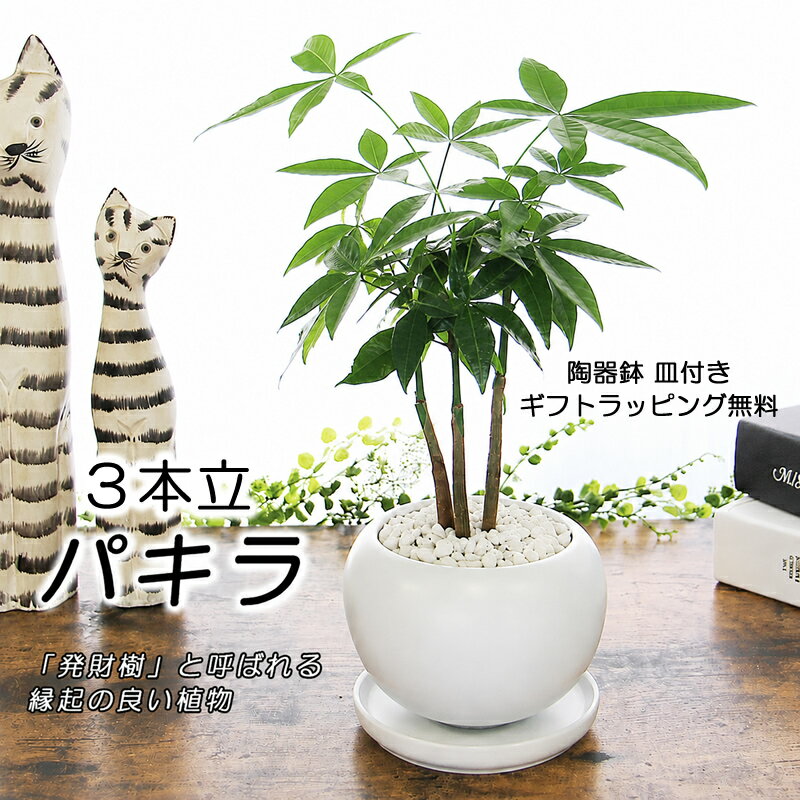 Rakuten - パキラ 幸せの木 金運の木発財樹 パキラ 3本立 陶器鉢 観葉植物 送料無料 父の日 プレゼント ギフト 新築祝い 開店祝い 引越し祝い 誕生日 結婚記念日 結婚祝い 退職祝い 入学祝い 卒業祝い 開所祝い 開院祝い 開店祝い 記念日 お祝い