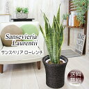 サンセベリア サンスベリア ローレンチ トラノオ 7号 観葉植物 送料無料 プレゼント ギフト 誕生日 結婚祝い 開店祝い 出産祝い 引越し祝い 新築祝い 就職...