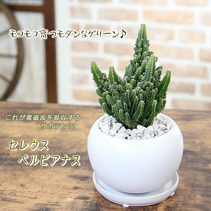 電磁波を吸収するサボテン？ モコモコ育つ セレウスペルヴィアナス 多肉植物 観葉植物 ギフト プレゼント 送料無料