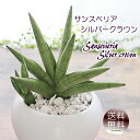 サンスベリア サンセベリア シルバークラウン 白丸器 送料無料 観葉植物 プレゼント ギフト 卒業祝い 入学祝い 退職祝い 新築祝い 引越し祝い 開店祝い 開所祝い 開業祝い 移転祝い 誕生日 贈り物 お礼 お祝い 結婚記念日 結婚祝い 就職祝い