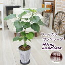フィカス ウンベラータ スリム樹脂製鉢 観葉植物 大きなハートの葉で人気 プレゼント ギフト 新築祝い 引越し祝い 開店祝い 開所祝い 開業祝い 移転祝い 誕生日 贈り物 お礼 お祝い 結婚記念日 退職祝い 結婚祝い
