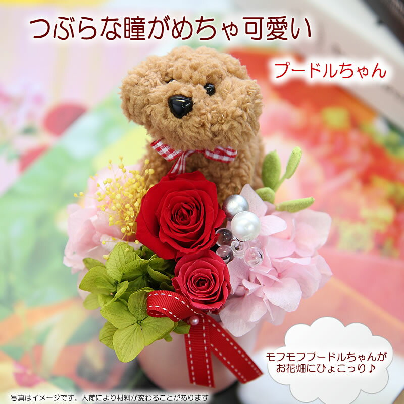 プリザーブドフラワー 花 ギフト プードルちゃんVerポムリ アレンジメント ケース入り 送料無料 バレンタイン格安通販　バレンタイン　人気　ランキング